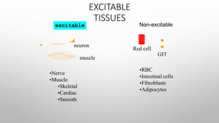 EXCITABLE
TISSUES
excitable Non-excitable
Red cell
GIT
•RBC
•Intestinal cells
•Fibroblasts
•Adipocytes
neuron
muscle
•Nerve
•Muscle
•Skeletal
•Cardiac
•Smooth
 