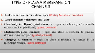 1. Leak channels or pores – always open (Resting Membrane Potential)
2. Gated channels which open and close
 Chemically (or ligand)-gated channels – open with binding of a specific
neurotransmitter (the ligand) (graded potential)
 Mechanically-gated channels – open and close in response to physical
deformation of receptors (graded potential)
 Voltage-gated channels – open and close in response to changes in the
membrane potential (action potential)
TYPES OF PLASMA MEMBRANE ION
CHANNELS
 