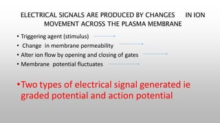 ELECTRICAL SIGNALS ARE PRODUCED BY CHANGES IN ION
MOVEMENT ACROSS THE PLASMA MEMBRANE
• Triggering agent (stimulus)
• Change in membrane permeability
• Alter ion flow by opening and closing of gates
• Membrane potential fluctuates
•Two types of electrical signal generated ie
graded potential and action potential
 