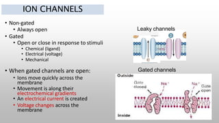 ION CHANNELS
• Non-gated
• Always open
• Gated
• Open or close in response to stimuli
• Chemical (ligand)
• Electrical (voltage)
• Mechanical
• When gated channels are open:
• Ions move quickly across the
membrane
• Movement is along their
electrochemical gradients
• An electrical current is created
• Voltage changes across the
membrane
Leaky channels
Gated channels
 