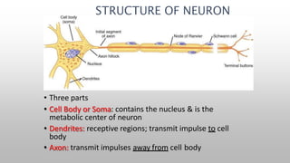 • Three parts
• Cell Body or Soma: contains the nucleus & is the
metabolic center of neuron
• Dendrites: receptive regions; transmit impulse to cell
body
• Axon: transmit impulses away from cell body
STRUCTURE OF NEURON
 