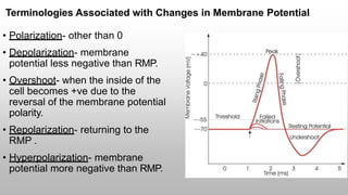 Terminologies Associated with Changes in Membrane Potential
• Polarization- other than 0
• Depolarization- membrane
potential less negative than RMP.
• Overshoot- when the inside of the
cell becomes +ve due to the
reversal of the membrane potential
polarity.
• Repolarization- returning to the
RMP .
• Hyperpolarization- membrane
potential more negative than RMP.
 