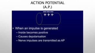ACTION POTENTIAL
(A.P.)
• When an impulse is generated
– Inside becomes positive
– Causes depolarisation
– Nerve impulses are transmitted as AP
 
