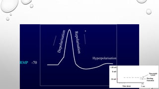 +30
RMP -70
Hyperpolarisation
 