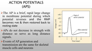 ACTION POTENTIALS
(APS)
The AP is a brief, rapid large change
in membrane potential during which
potential reverses and the RMP
becomes +ve & then restored back to
resting state
APs do not decrease in strength with
distance so serve as long distance
signals.
Events of AP generation and
transmission are the same for skeletal
muscle cells and neurons
 