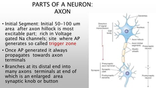 PARTS OF A NEURON:
AXON
• Initial Segment: Initial 50-100 um
area after axon hillock is most
excitable part; rich in Voltage
gated Na channels; site where AP
generates so called trigger zone
• Once AP generated it always
propagates towards axon
terminals
• Branches at its distal end into
many axons terminals at end of
which is an enlarged area
synaptic knob or button
 