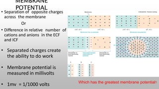 MEMBRANE
POTENTIAL
• Separation of opposite charges
across the membrane
Or
• Difference in relative number of
cations and anions in the ECF
and ICF
• Separated charges create
the ability to do work
• Membrane potential is
measured in millivolts
• 1mv = 1/1000 volts Which has the greatest membrane potential?
 