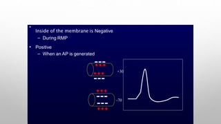 •
Inside of the membrane is Negative
– During RMP
• Positive
– When an AP is generated
-70
+30
 