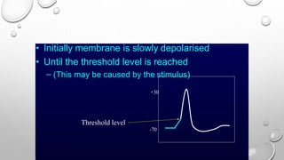 • Initially membrane is slowly depolarised
• Until the threshold level is reached
– (This may be caused by the stimulus)
+30
Threshold level
-70
 