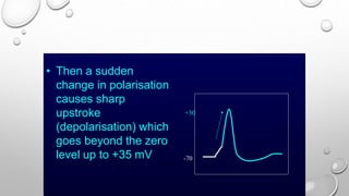 • Then a sudden
change in polarisation
causes sharp
upstroke
(depolarisation) which
goes beyond the zero
level up to +35 mV -70
+30
 
