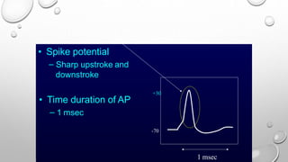 • Spike potential
– Sharp upstroke and
downstroke
• Time duration of AP
– 1 msec
-70
+30
1 msec
 