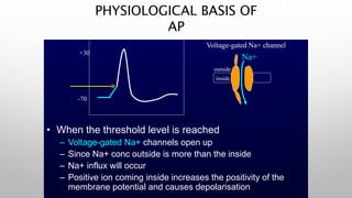 PHYSIOLOGICAL BASIS OF
AP
-70
• When the threshold level is reached
– Voltage-gated Na+ channels open up
– Since Na+ conc outside is more than the inside
– Na+ influx will occur
– Positive ion coming inside increases the positivity of the
membrane potential and causes depolarisation
+30
outside
inside
Na+
Voltage-gated Na+ channel
 