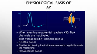 PHYSIOLOGICAL BASIS OF
AP
– When membrane potential reaches +30, Na+
channels are inactivated
– Then Voltage-gated K+ channels open up
– K+ efflux occurs
– Positive ion leaving the inside causes more negativity inside
the membrane
– Repolarisation occurs
-70
+30
outside
inside
At +30
K+
 