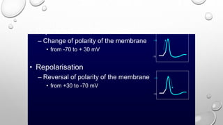 • Depolarisation
– Change of polarity of the membrane
• from -70 to + 30 mV
• Repolarisation
– Reversal of polarity of the membrane
• from +30 to -70 mV
-70
+30
-70
+30
 