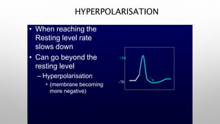 HYPERPOLARISATION
• When reaching the
Resting level rate
slows down
• Can go beyond the
resting level
– Hyperpolarisation
• (membrane becoming
more negative)
-70
+30
 