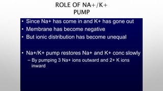 ROLE OF NA+/K+
PUMP
• Since Na+ has come in and K+ has gone out
• Membrane has become negative
• But ionic distribution has become unequal
• Na+/K+ pump restores Na+ and K+ conc slowly
– By pumping 3 Na+ ions outward and 2+ K ions
inward
 