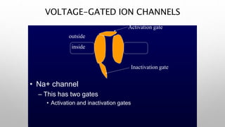VOLTAGE-GATED ION CHANNELS
Activation gate
outside
inside
Inactivation gate
• Na+ channel
– This has two gates
• Activation and inactivation gates
 
