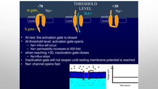 •
•
At rest: the activation gate is closed
At threshold level: activation gate opens
–
–
Na+ influx will occur
Na+ permeability increases to 500 fold
•
•
•
when reaching +30, inactivation gate closes
– Na influx stops
Inactivation gate will not reopen until resting membrane potential is reached
Na+ channel opens fast
outside
inside
-70
Na+
THRESHOLD
LEVEL
NA+
outside
inside
+30
Na+
m gate
outside
inside
h gate
 