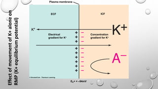Plasma membrane
ECF ICF
Concentration
gradient for K+
Electrical
gradient for K+
EK+ = –94mV
Effect
of
movement
of
K+
alone
on
RMP
(K+
equilibrium
potential)
 