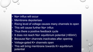 • When Na+ channel opens
• Na+ influx will occur
• Membrane depolarises
• Rising level of voltage causes many channels to open
• This will cause further Na+ influx
• Thus there a positive feedback cycle
• It does not reach Na+ equilibrium potential (+60mV)
• Because Na+ channels inactivates after opening
• Voltage-gated K+ channels open
• This will bring membrane towards K+ equilibrium
potential
 