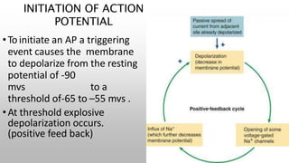 INITIATION OF ACTION
POTENTIAL
•Toinitiate an AP a triggering
event causes the membrane
to depolarize from the resting
potential of -90
mvs to a
threshold of-65 to –55 mvs .
•At threshold explosive
depolarization occurs.
(positive feed back)
 