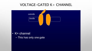 VOLTAGE-GATED K+ CHANNEL
• K+ channel
– This has only one gate
outside
inside
 