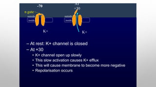 – At rest: K+ channel is closed
– At +30
• K+ channel open up slowly
• This slow activation causes K+ efflux
• This will cause membrane to become more negative
• Repolarisation occurs
outside
inside
-70
AT
+30
K+ K+
n gate
outside
inside
 