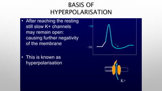 BASIS OF
HYPERPOLARISATION
• After reaching the resting
still slow K+ channels
may remain open:
causing further negativity
of the membrane
• This is known as
hyperpolarisation
-70
+30
outside
inside
K+
 