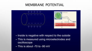 MEMBRANE POTENTIAL
– Inside is negative with respect to the outside
– This is measured using microelectrodes and
oscilloscope
– This is about -70 to -90 mV
 