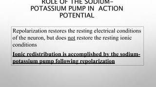 ROLE OF THE SODIUM-
POTASSIUM PUMP IN ACTION
POTENTIAL
Repolarization restores the resting electrical conditions
of the neuron, but does not restore the resting ionic
conditions
Ionic redistribution is accomplished by the sodium-
potassium pump following repolarization
 