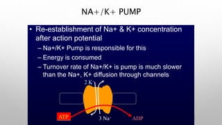 NA+/K+ PUMP
3 Na+
• Re-establishment of Na+ & K+ concentration
after action potential
– Na+/K+ Pump is responsible for this
– Energy is consumed
– Turnover rate of Na+/K+ is pump is much slower
than the Na+, K+ diffusion through channels
2 K+
ATP ADP
 