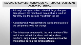 NA+ AND K+ CONCENTRATIONS DO NOT CHANGE DURING AN
ACTION POTENTIAL
• Although during an action potential, large changes
take place in the membrane potential as a result of
Na+entry into the cell and K+exit from the cell
• Actual Na+and K+concentrations inside and outside of
the cell generally do not change
• This is because compared to the total number of Na+
and K+ions in the intracellular and extracellular
solutions, only a small number moves across the
membrane during the action potential
 
