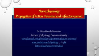 Nerve physiology
Propagation of Action Potential and refractory period
Dr. Dina Hamdy Merzeban
Lecturer of physiology Fayoum university
www.facebook.com/physiology-department-fayoum-university
www.youtube.com/physiology ‫فكر‬
‫تاني‬
http://slideshare.net/merzeban
 