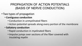 PROPAGATION OF ACTION POTENTIALS
(BASIS OF NERVE CONDUCTION)
• Two types of propagation
• Contiguous conduction
• Conduction in unmyelinated fibers
• Action potential spreads along every portion of the membrane
• Saltatory conduction
• Rapid conduction in myelinated fibers
• Impulse jumps over sections of the fiber covered with
insulating myelin
 