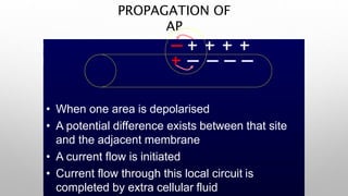 PROPAGATION OF
AP
• When one area is depolarised
• A potential difference exists between that site
and the adjacent membrane
• A current flow is initiated
• Current flow through this local circuit is
completed by extra cellular fluid
 