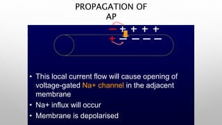 PROPAGATION OF
AP
• This local current flow will cause opening of
voltage-gated Na+ channel in the adjacent
membrane
• Na+ influx will occur
• Membrane is depolarised
 