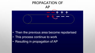 PROPAGATION OF
AP
• Then the previous area become repolarised
• This process continue to work
• Resulting in propagation of AP
 