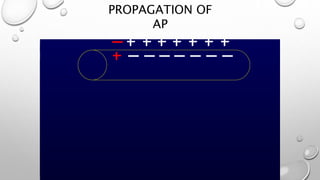PROPAGATION OF
AP
 