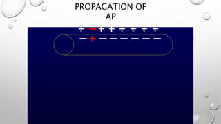 PROPAGATION OF
AP
 