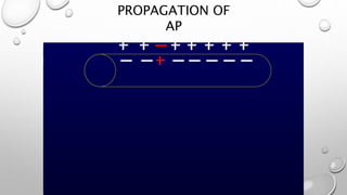 PROPAGATION OF
AP
 