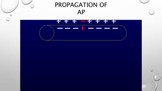 PROPAGATION OF
AP
 