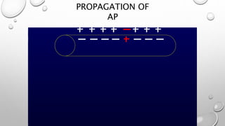 PROPAGATION OF
AP
 