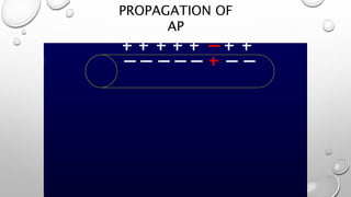 PROPAGATION OF
AP
 