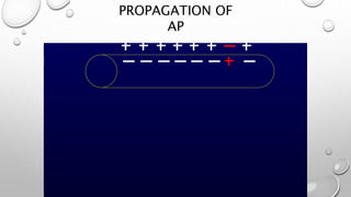 PROPAGATION OF
AP
 