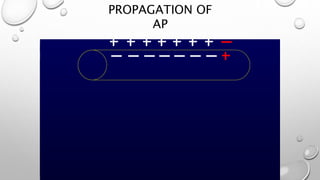 PROPAGATION OF
AP
 