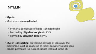 MYELIN
• Myelin
• Most axons are myelinated.
• Primarily composed of lipids sphingomyelin
• Formed by oligodendrocytes in CNS
• Formed by Schwann cells in PNS
• Myelin is insulating, preventing passage of ions over the
membrane as it is made up of lipids so water soluble ions
cannot permeate so current cannot leak out in the ECF
 
