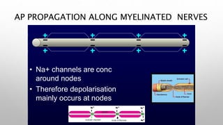 AP PROPAGATION ALONG MYELINATED NERVES
• Na+ channels are conc
around nodes
• Therefore depolarisation
mainly occurs at nodes
 
