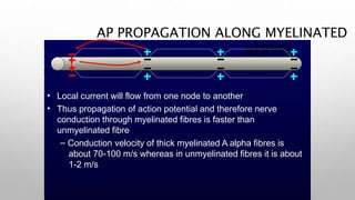AP PROPAGATION ALONG MYELINATED
NERVES
•
•
Local current will flow from one node to another
Thus propagation of action potential and therefore nerve
conduction through myelinated fibres is faster than
unmyelinated fibre
– Conduction velocity of thick myelinated A alpha fibres is
about 70-100 m/s whereas in unmyelinated fibres it is about
1-2 m/s
 