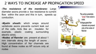 •The resistance of the membrane: Large
diameter axons provide a low resistance to current
flow within the axon and this in turn, speeds up
conduction.
•Myelin sheath: which wraps around
vertebrate axons prevents current leak out
of the cells. Acts like an insulator, for
example, plastic coating surrounding
electric wires.
•Nodes of Ranvier: are present at about 1
mm intervals along the length of axons .
High concentration of Na+ channels are
found at these nodes so AP occurs only at
nodes
2 WAYS TO INCREASE AP PROPAGATION SPEED
 