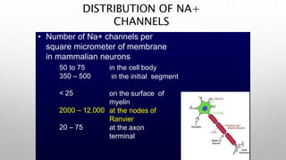 DISTRIBUTION OF NA+
CHANNELS
• Number of Na+ channels per
square micrometer of membrane
in mammalian neurons
50 to 75
350 – 500
< 25
2000 – 12,000
20 – 75
in the cell body
in the initial segment
on the surface of
myelin
at the nodes of
Ranvier
at the axon
terminal
 